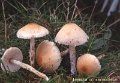 Lepiota ochraceodisca-amf1160